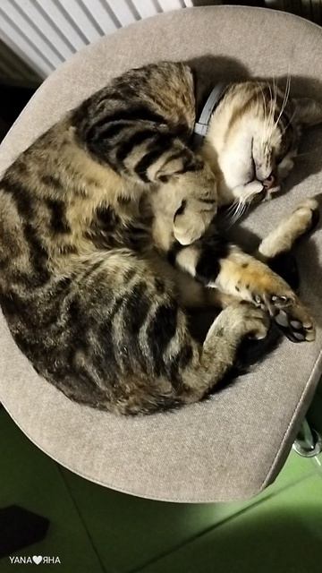 И ТАК УСТАЛ😸😹)))