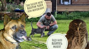 Треугольный кот выпросил прогулку. Пёс Кубик получил стресс, рыбку и мороженку. Нашла еженёнка Злюку