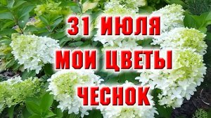 31 июля. Чеснок, мои цветы