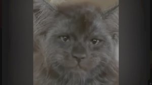 КОТ Бегемот | Это сущность человеческая в облике кота! Мистика - Необычная внешность 4K HDR