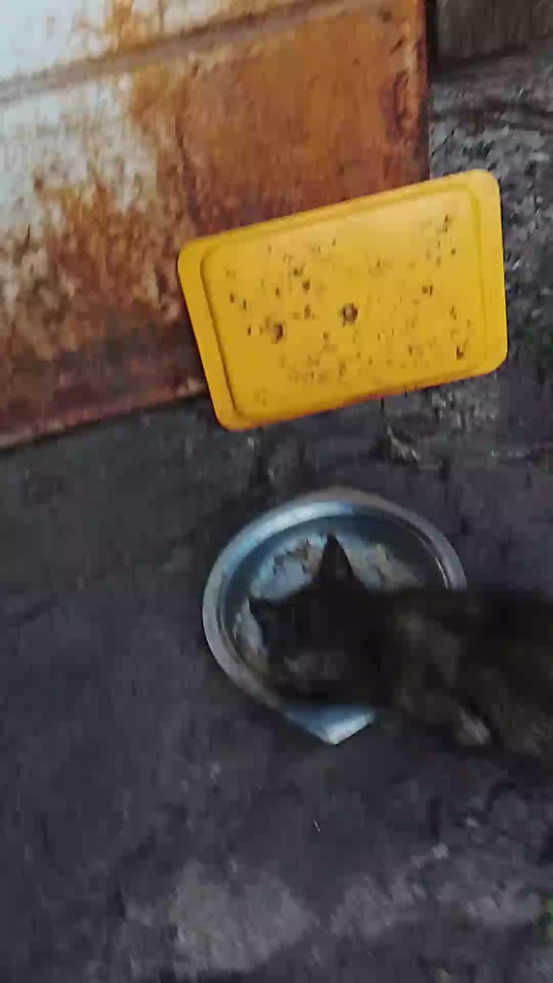 смотрю котят .