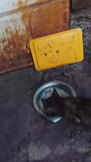 смотрю котят .