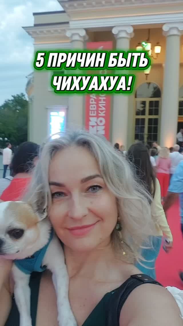 #ЧихуахуаПринцРеди#пять причин быть ЧИХУАХУА