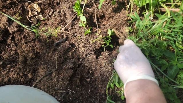 ДАЧА В АВГУСТЕУБИРАЕМ ЧЕСНОК И ЛУК  02-08-2026