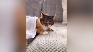 КОТА СТЯГИВАЮТ С ДИВАНА МНОГО РАЗ