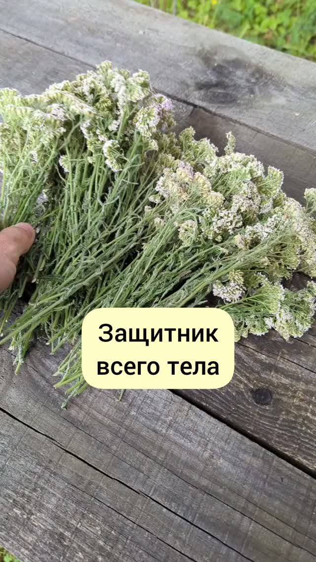 защитник всех клеток