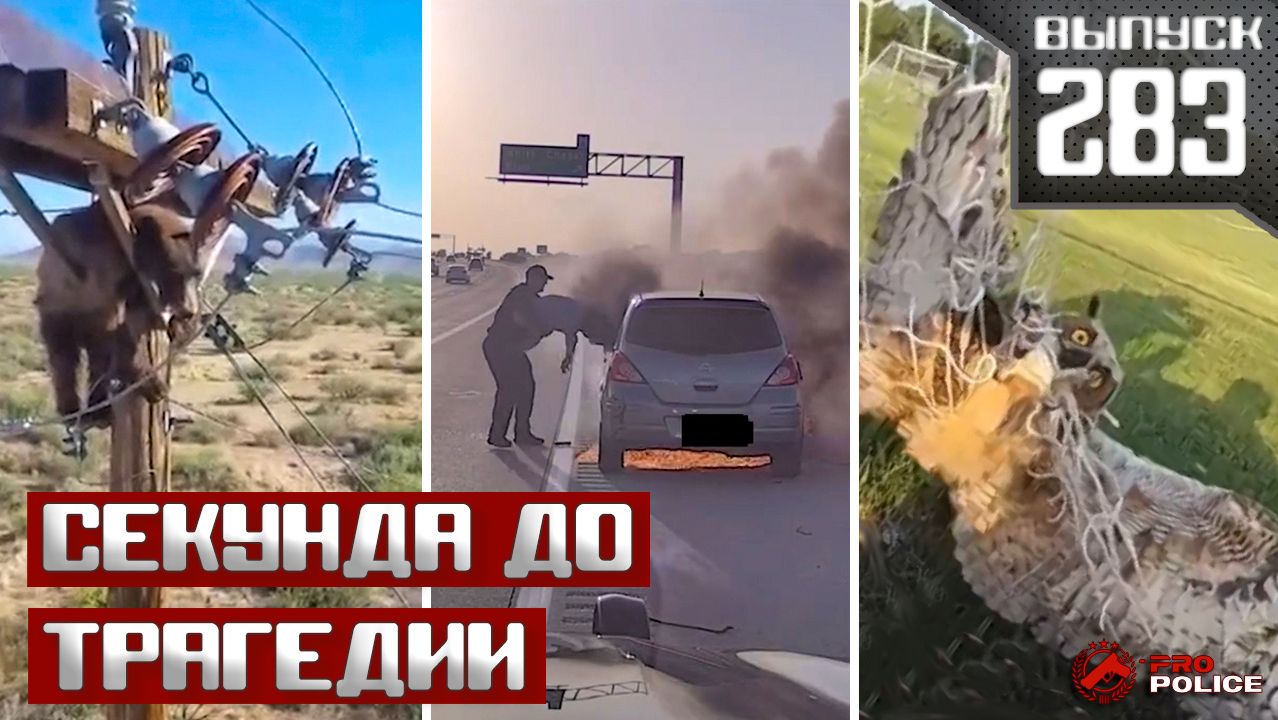 Герои в форме: 6 реальных историй спасения людей и животных полицией [Выпуск 283 август 2026]