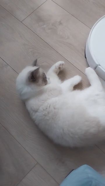 Котята рэгдолл