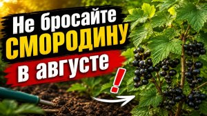 Что сделать со смородиной сразу после сбора ягод: 15 шагов в августе