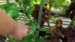 Состояние виноградника на 02.08.2026 года