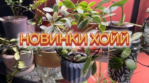 Новинки Хойй в мою коллекцию.