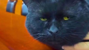 Коты, которые сломают тебе мозг  Самые смешные моменты с котами