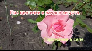 Про цветочки в начале августа.