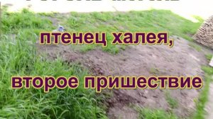 Жители и посетители 4. Гоголь-моголь 2-е пришествие