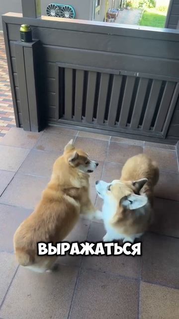 Приключения Шурика! 🤣