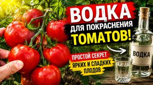 Красим водкой зелёные помидоры!