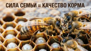 🐝 Качество матки и общественный желудок: как кормление определяет силу семьи. Кашковский отвечает