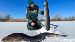 Очень вкусная рыба, похожая на змею! Рецепт запеченного речного угря в духовке.