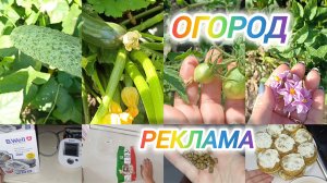 НОВЫЙ ТОНОМЕРТ КУПИЛА СЕБЕ И ТОМУ ПАРНЮ. МОЙ ОГОРОД ПОСЛЕ ДОЖДЯ МЕНЯ РАДУЕТ.