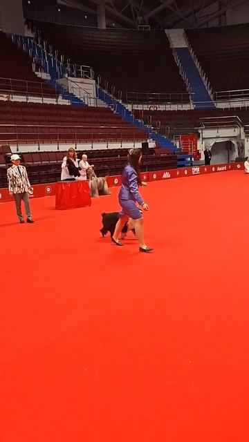 Выставка 'Лучшие собаки России / РКФ' в Санкт-Петербурге 01.08.2026 Best In Show 8ая группа