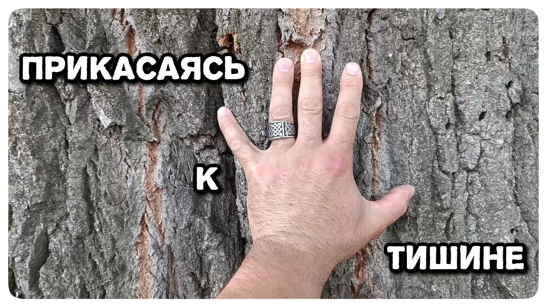 Тишина, которую можно потрогать: стою рядом с гигантом.