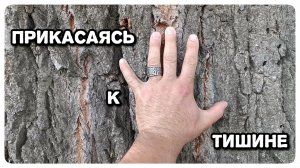 Тишина, которую можно потрогать: стою рядом с гигантом.