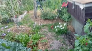 Собралась на работу, но не попала. Отменила смену и доделала дневные дела. Индюшку продолжаю лечить.