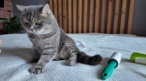 МИЛЫЕ КОШИНЫ ИСТОРИИ 😺 🐈✨Забавный плейлист с НАСТОЯЩИМИ КОТЯТАМИ - БОЛЬШОЙ ДЕНЬ УХОДА!Эп.4