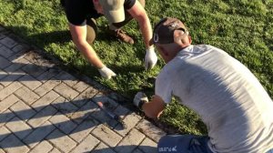 Газон. Рулонный газон. Укладка рулонного газона своими руками. Благоустройство участка.