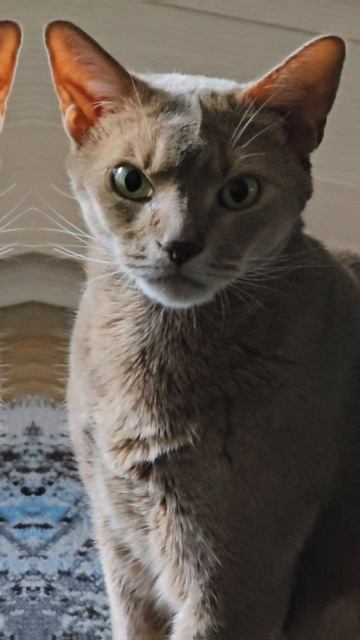 У кота тоже есть работа 😸