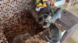 Дневник котят Барсика «Знакомство с водичкой» 02-08-2026