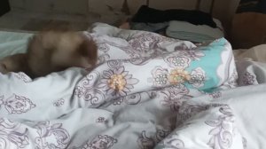 Рокси играется