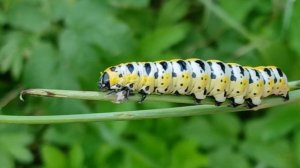 Гусеница капюшонницы салатной (Cucullia lactucaе) бабочка из семейства совок (Noctuidae)