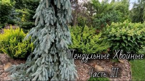 Коллекция Пендульных Хвойных🔥Часть III Обзор🌲31.07.26 #сад #хвойные #garden #дача