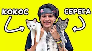 песня про котят 1 час