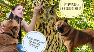 К Теугольному коту и Псу Кубику приехала Маша, сестра брата Егора! Теперь мы будем жить все вместе!