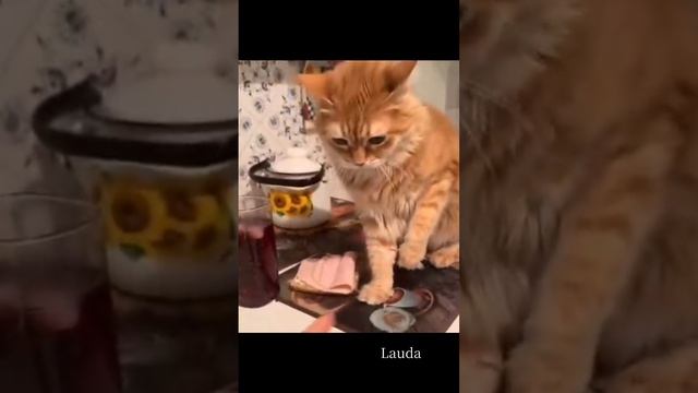 Приколы без мата