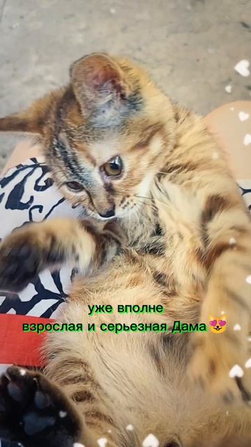 Подкидыш из коробки😻