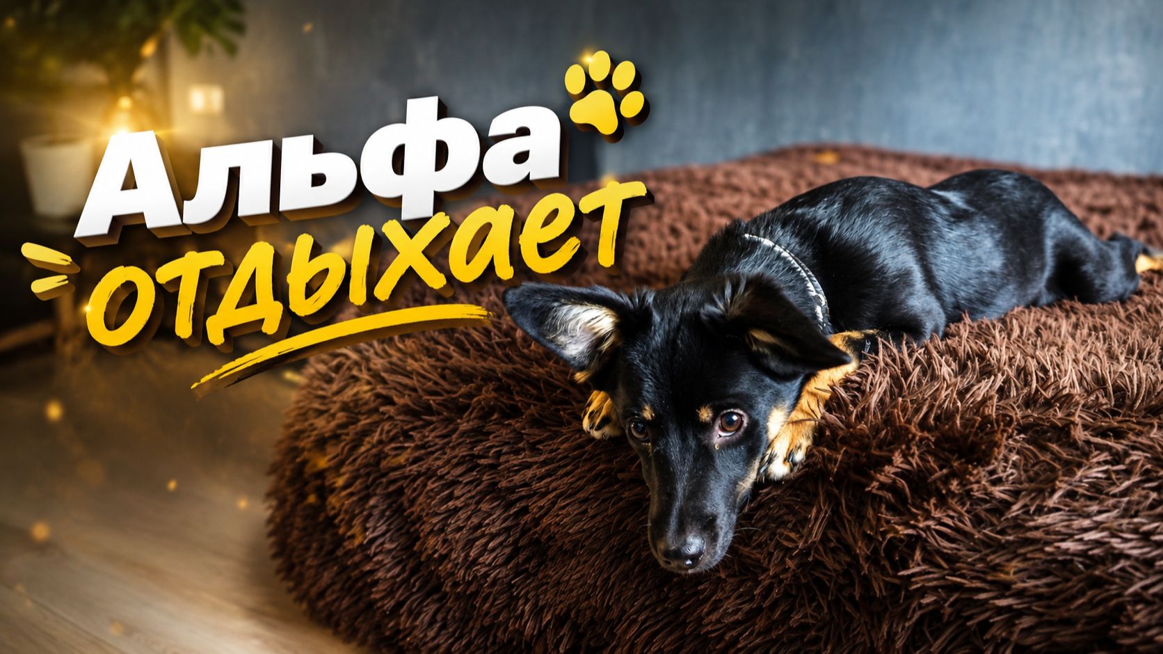 Альфа отдыхает