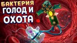 ГОЛОД БАКТЕРИИ ( Pathogenic )
