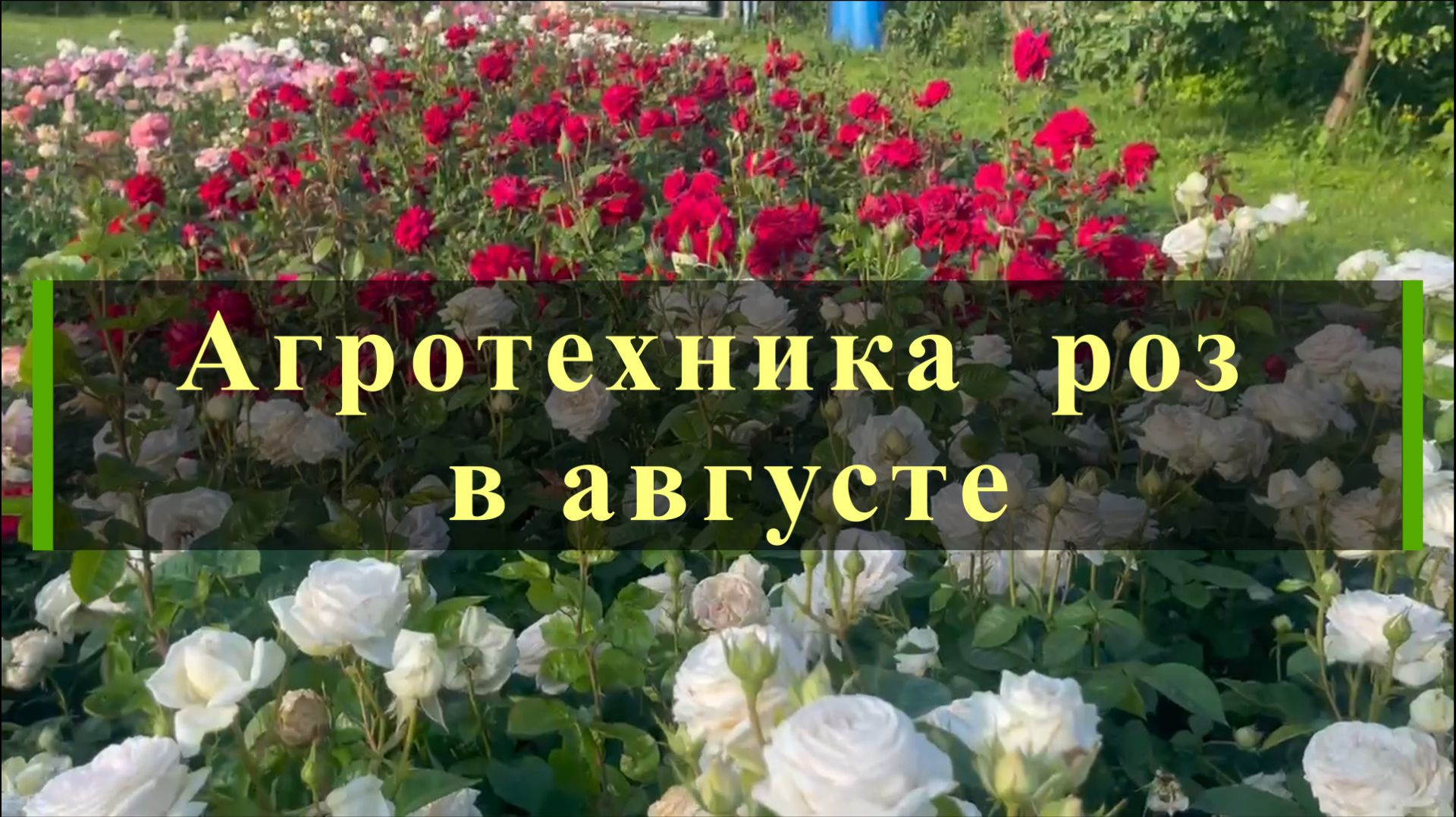 Агротехника  роз в августе