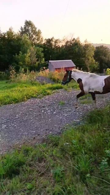 Мой Пегас