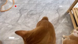 🐾 Мама-кошка подстригает шерсть на ферме и делает тигровую шапку для котят дома🐾🎩🐯
