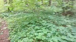 лес наше богацтво .обожаю лес.