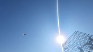 02.08.26 г. Андижанская порода голубей (1)