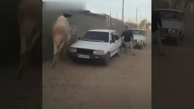 забег с верблюдом