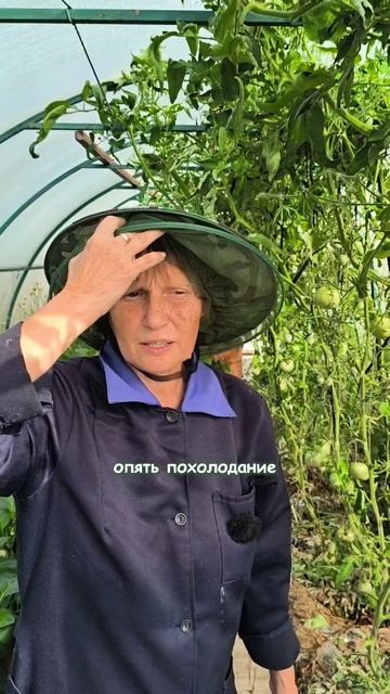 Собираем помидоры
