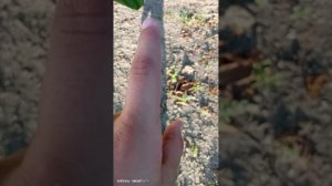 VID_20260802_184718.mp4