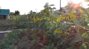 Сказка про зазнавшийся подсолнух