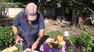 Покупка улья переселение пчел